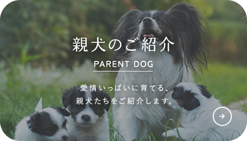 親犬のご紹介