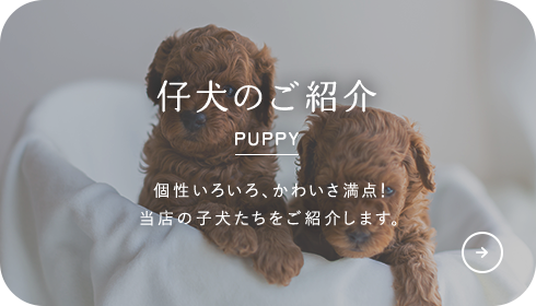 仔犬のご紹介