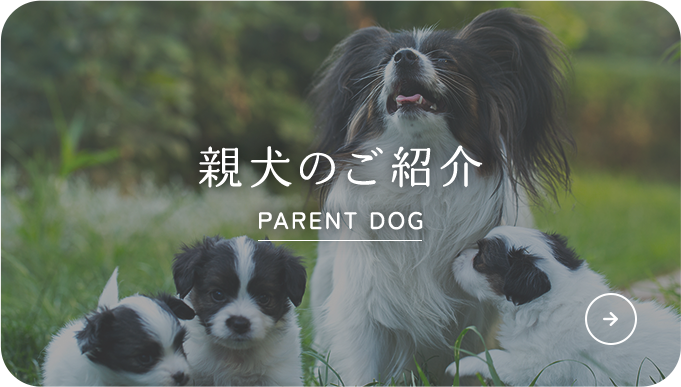 親犬のご紹介