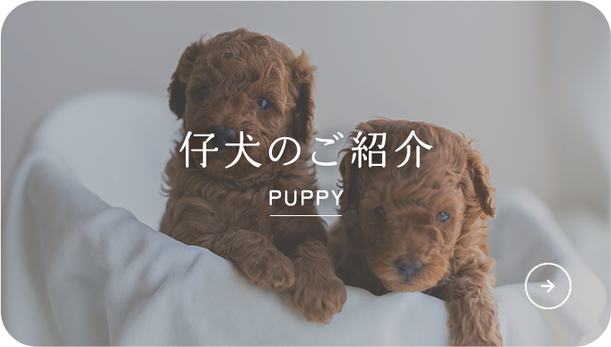 仔犬のご紹介